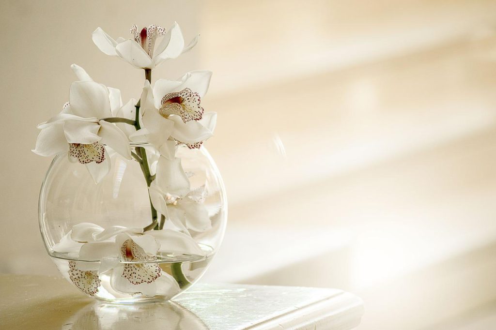 orchid, nature, flower-3178759.jpg